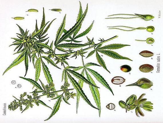 Marijuana & Cannabis sativa