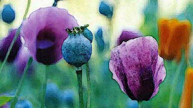 opium poppy flower