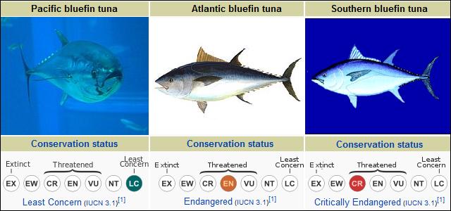tuna-consercation-status