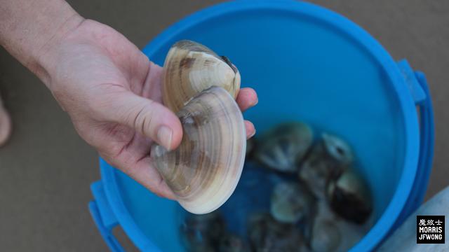 kinmen large clam shell